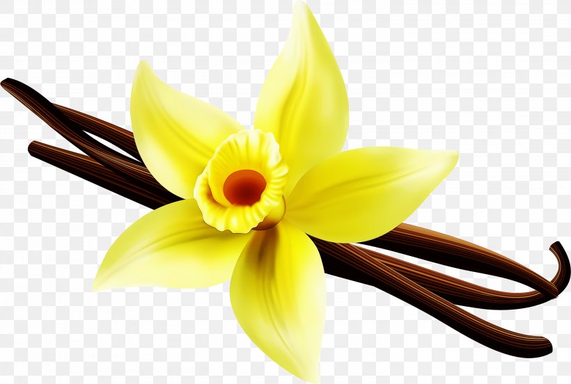 Flower Yellow Petal Plant Vanilla, PNG, 3000x2022px, Flower, Cattleya, Dendrobium, Laelia, Narcissus Download Free