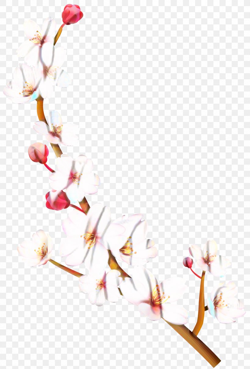 Petal Cherry Blossom ST.AU.150 MIN.V.UNC.NR AD Flowering Plant, PNG, 2029x2995px, Petal, Blossom, Botany, Branch, Bud Download Free