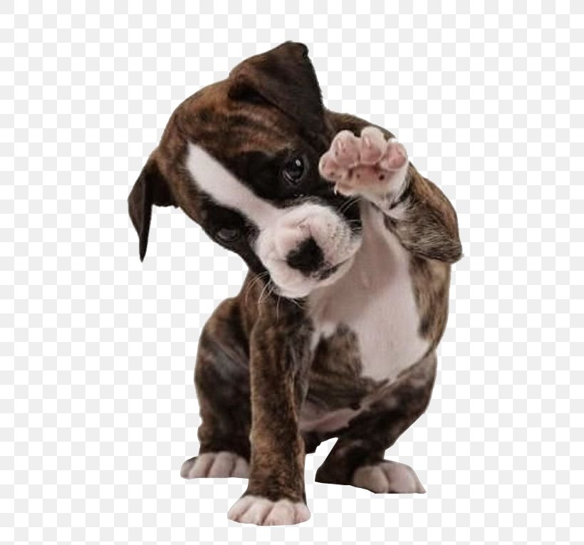 American Bulldog Boxer American Bully American Pit Bull Terrier, PNG, 564x765px, American Bulldog, American Bully, American Pit Bull Terrier, Animal, Boxer Download Free