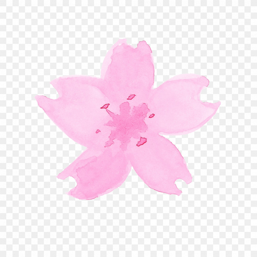 Cherry Blossom, PNG, 2000x2000px, Watercolor Flower, Cherry Blossom, Flower, Magenta, Paint Download Free
