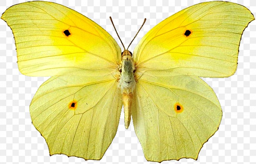 Clouded Yellows Butterfly Moth Gossamer-winged Butterflies Pieridae, PNG, 1024x658px, Clouded Yellows, Animal, Arthropod, Brush Footed Butterfly, Butterflies And Moths Download Free