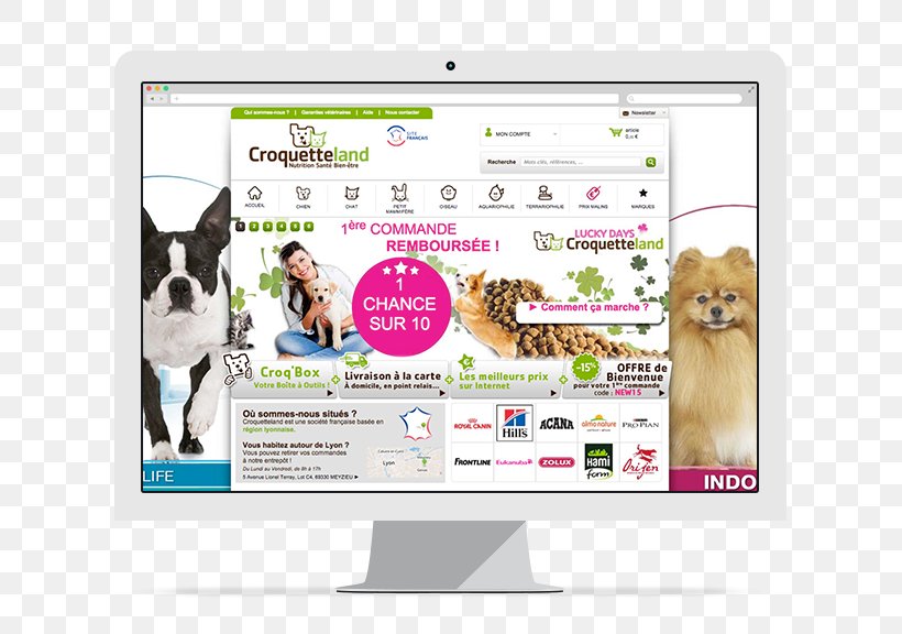Dog Display Advertising Brand Multimedia, PNG, 800x576px, Dog, Advertising, Brand, Canidae, Display Advertising Download Free