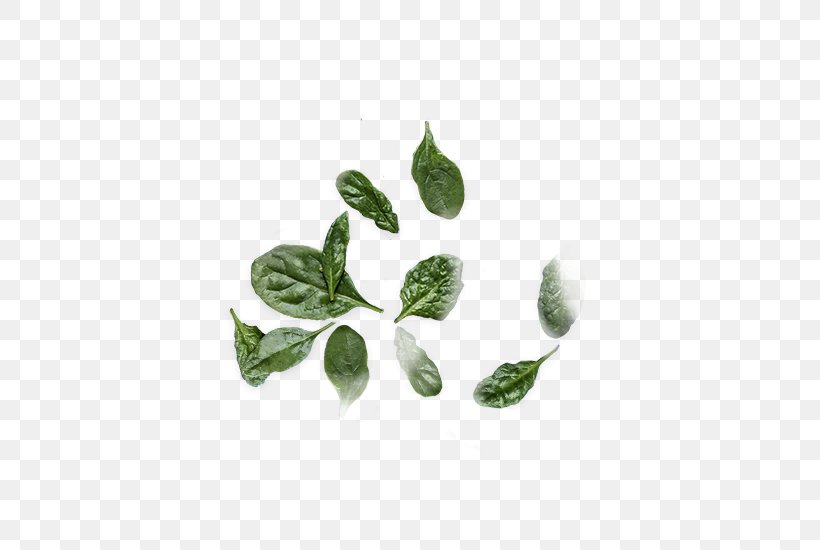 Leaf Herb Plant Stem, PNG, 550x550px, Leaf, Herb, Herbal, Plant, Plant Stem Download Free