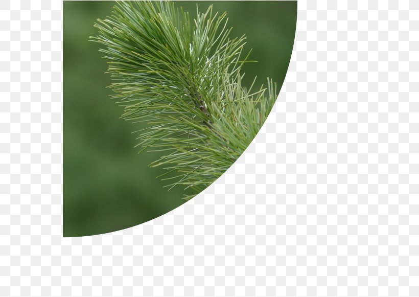 Pine Fir Evergreen Grasses Family, PNG, 575x581px, Pine, Branch, Conifer, Evergreen, Family Download Free