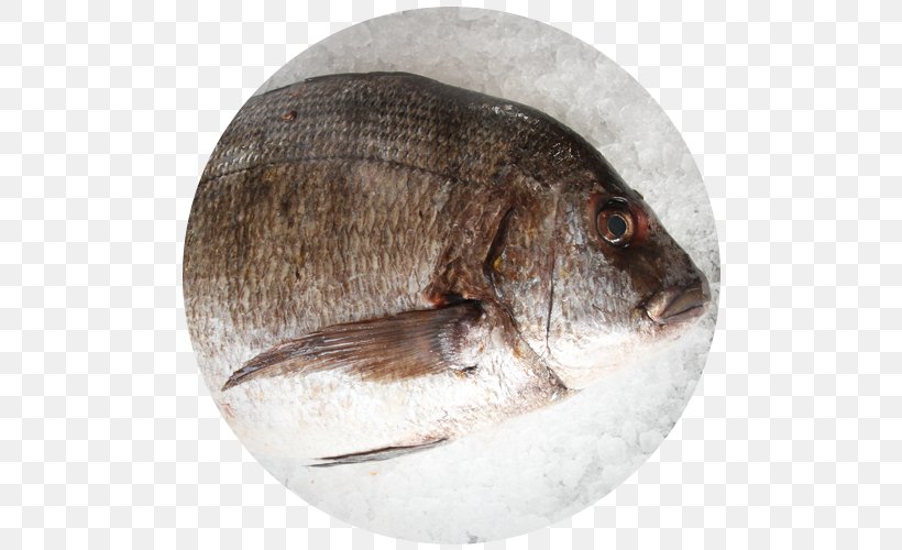 Tilapia Fish Seafood Red Seabream Sargo, PNG, 500x500px, Tilapia, Animal Source Foods, Bass, Fauna, Fish Download Free