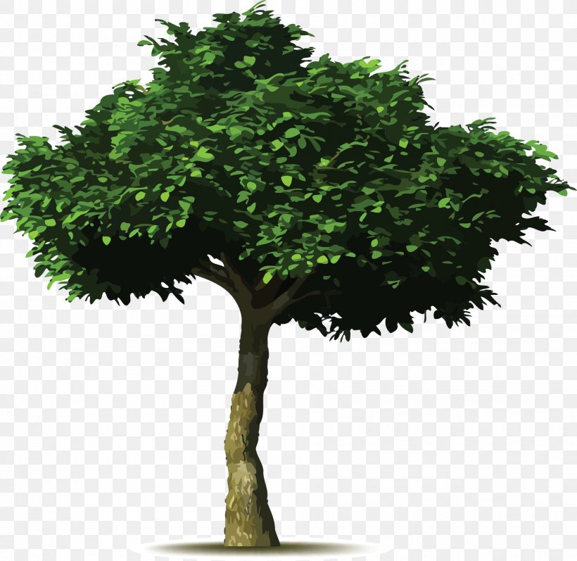 Weeping Fig Common Fig Tree Planting Tree Planting, PNG, 1880x1828px, Weeping Fig, Branch, Common Fig, Fig Trees, Flowering Plant Download Free