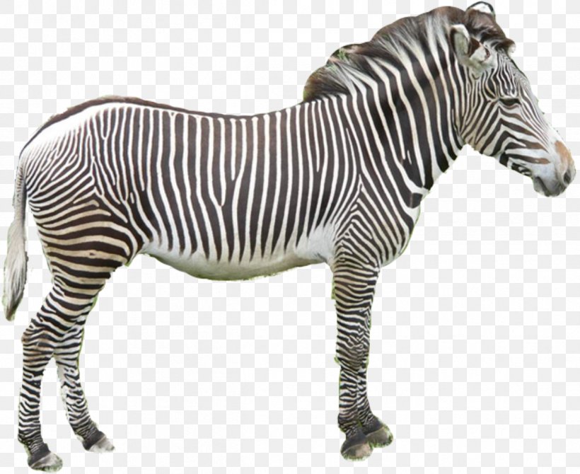 Quagga Horses Zorse Zebra, PNG, 1212x991px, Quagga, Harem, Horse, Horse Like Mammal, Horses Download Free