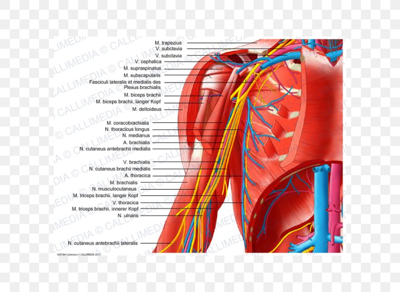 Shoulder Nerve Outline Of The Human Nervous System Arm, PNG, 600x600px, Watercolor, Cartoon, Flower, Frame, Heart Download Free