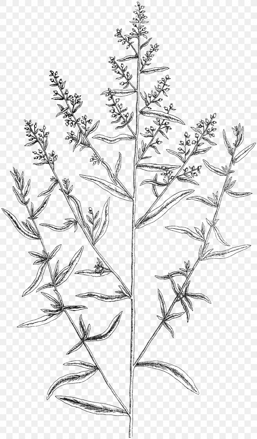 Twig Tarragon Herb Plant Stem Painting, PNG, 1055x1800px, Twig, Black And White, Branch, Christmas, Christmas Tree Download Free
