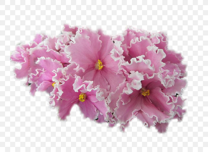 African Violets Pardubice, PNG, 800x600px, Violet, African Violets, Blossom, Cherry Blossom, Cut Flowers Download Free
