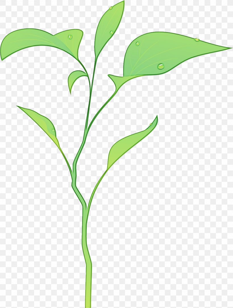 Lily Flower Cartoon, PNG, 987x1305px, Branch, Flower, Grass, Grasses, Leaf Download Free