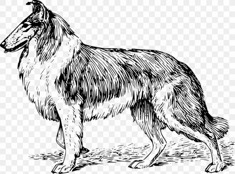 Rough Collie Border Collie Basset Hound English Cocker Spaniel Puppy, PNG, 830x617px, Rough Collie, Animal, Basset Hound, Black And White, Border Collie Download Free