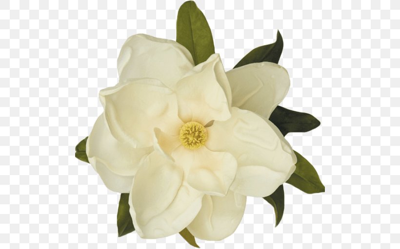 Southern Magnolia Flower Magnolia Gardens Assisted Living The Historic Magnolia House Petal, PNG, 512x512px, Southern Magnolia, Cut Flowers, Flower, Flowering Plant, Gardenia Download Free