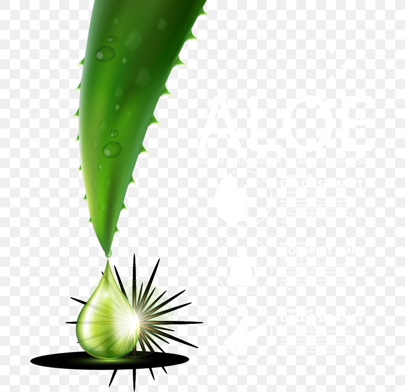 Aloe Vera Leaf Liquid Green Drop, PNG, 697x794px, Aloe Vera, Aloe, Drop, Gel, Green Download Free