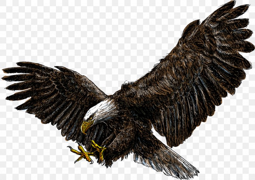 Bald Eagle White-tailed Eagle Drawing, PNG, 1600x1133px, Bald Eagle, Accipitridae, Accipitriformes, Beak, Bird Download Free