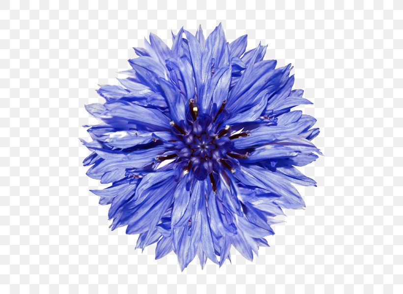 Cornflower Clip Art, PNG, 510x600px, Cornflower, Aster, Blue, Chrysanths, Cobalt Blue Download Free