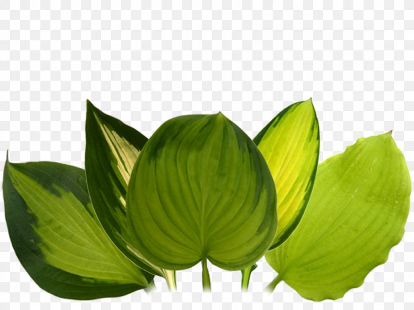 Green Leaf Flower, PNG, 1024x768px, Green, Flower, Leaf, Plant Download Free
