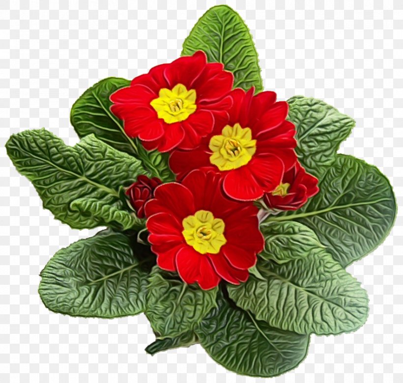 Transparency Primrose Plants Flowerpot Color, PNG, 882x840px, Watercolor, Annual Plant, Color, Cut Flowers, Flower Download Free