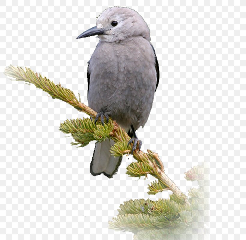 Beak Passerine Bird Feather Branching, PNG, 800x800px, Beak, Bird, Branch, Branching, Fauna Download Free