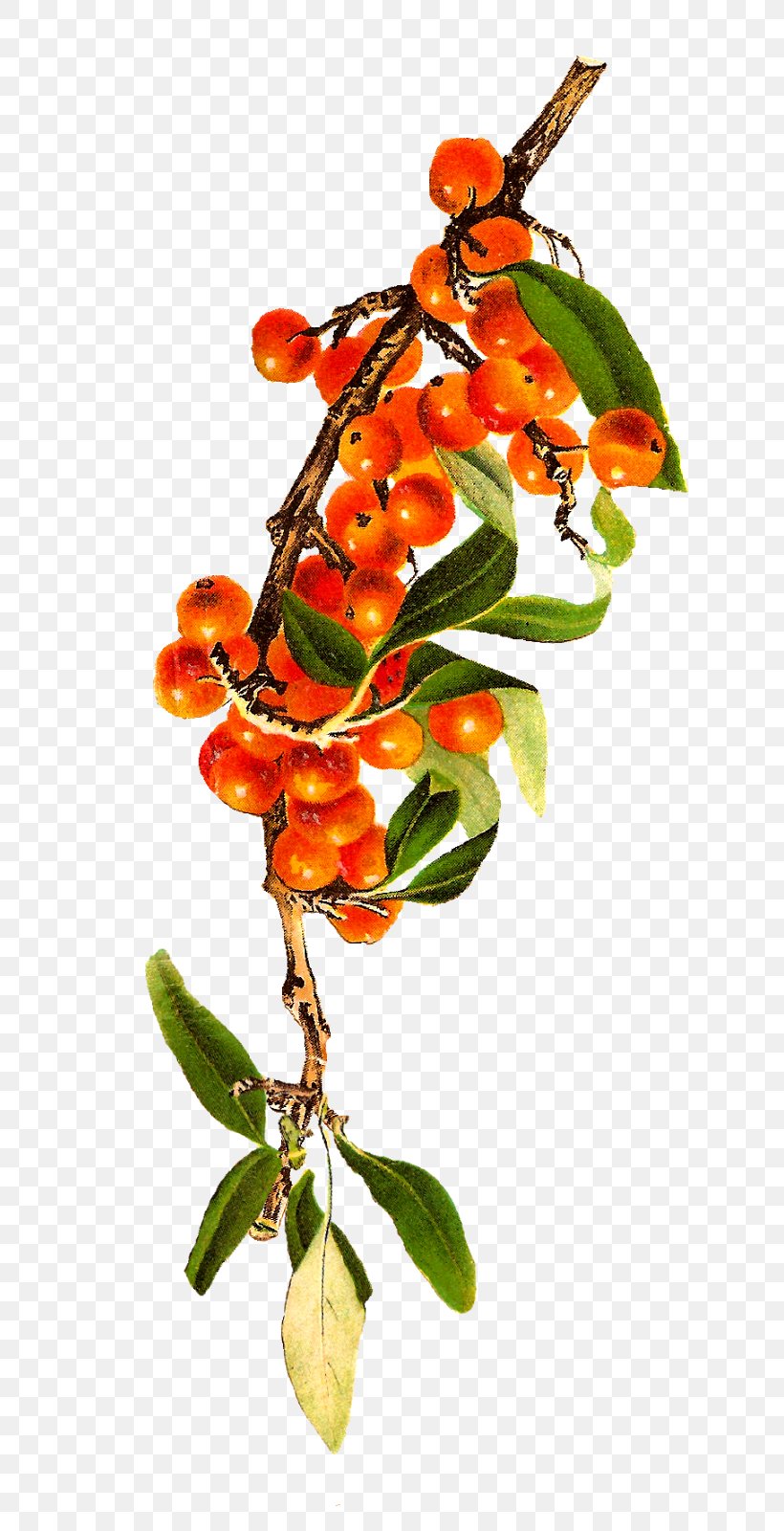 Berry Rowan Clip Art, PNG, 769x1600px, Berry, Antique, Blueberry, Branch, Flower Download Free