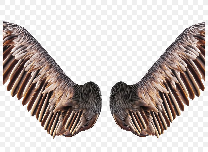 Bird Flight Bat Image, PNG, 800x600px, Bird, Angel Wing, Bat, Bird Flight, Feather Download Free