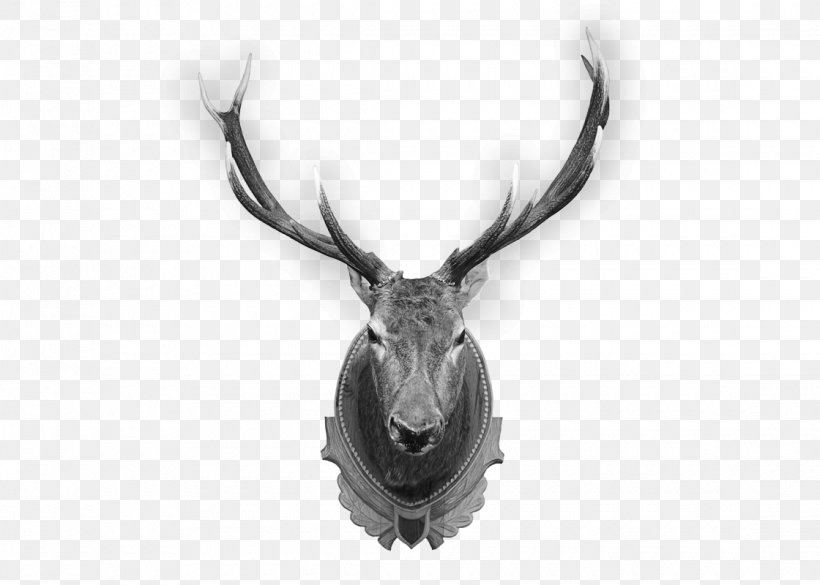 Deer Elk Trophy Hunting Antler, PNG, 1120x800px, Deer, Antler, Black And White, Elk, Game Download Free
