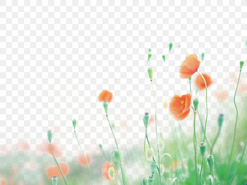 Flower Poppy Wallpaper, PNG, 1024x768px, Flower, Art, Designer, Floral Design, Flowering Plant Download Free