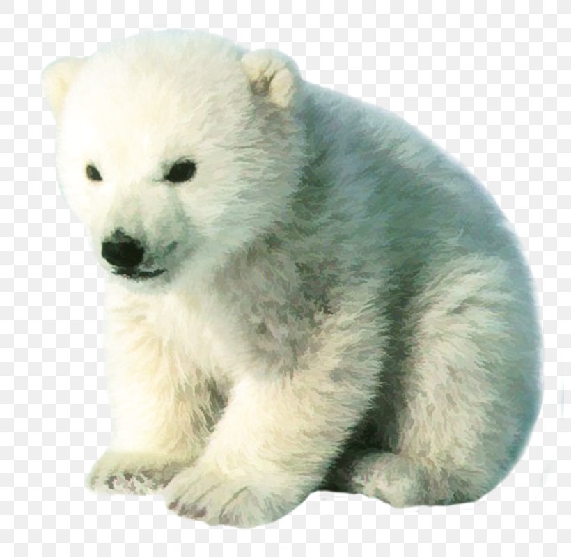 Polar Bear Brown Bear Cuteness Pizzly Grizzly Bear, PNG, 800x800px, Watercolor, Cartoon, Flower, Frame, Heart Download Free