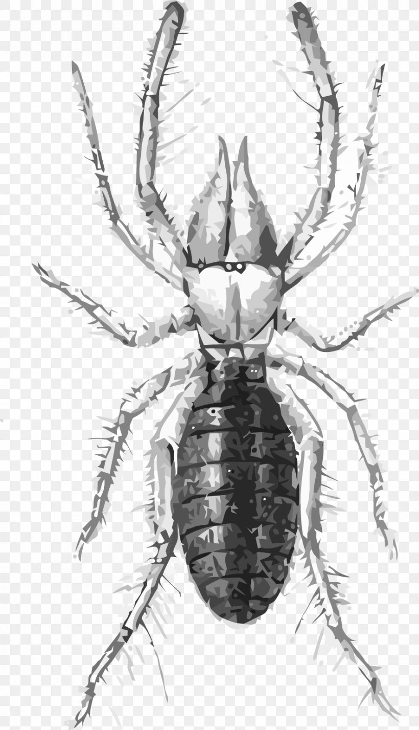 Scorpion Spider Eremobates Aztecus Clip Art, PNG, 885x1541px, Scorpion, Arizona Bark Scorpion, Arthropod, Black And White, Drawing Download Free