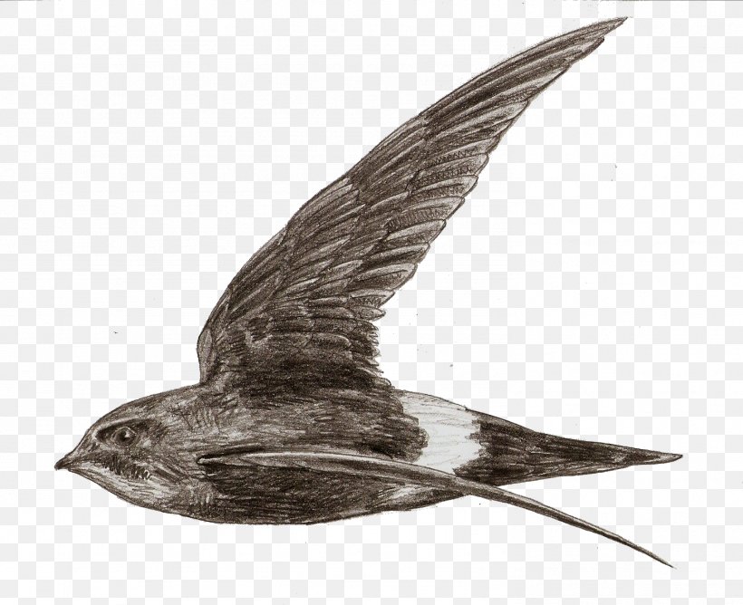 Swallow Bird, PNG, 1486x1212px, Beak, Bird, Chimney Swift, Cuckoo, Eastern Whip Poor Will Download Free
