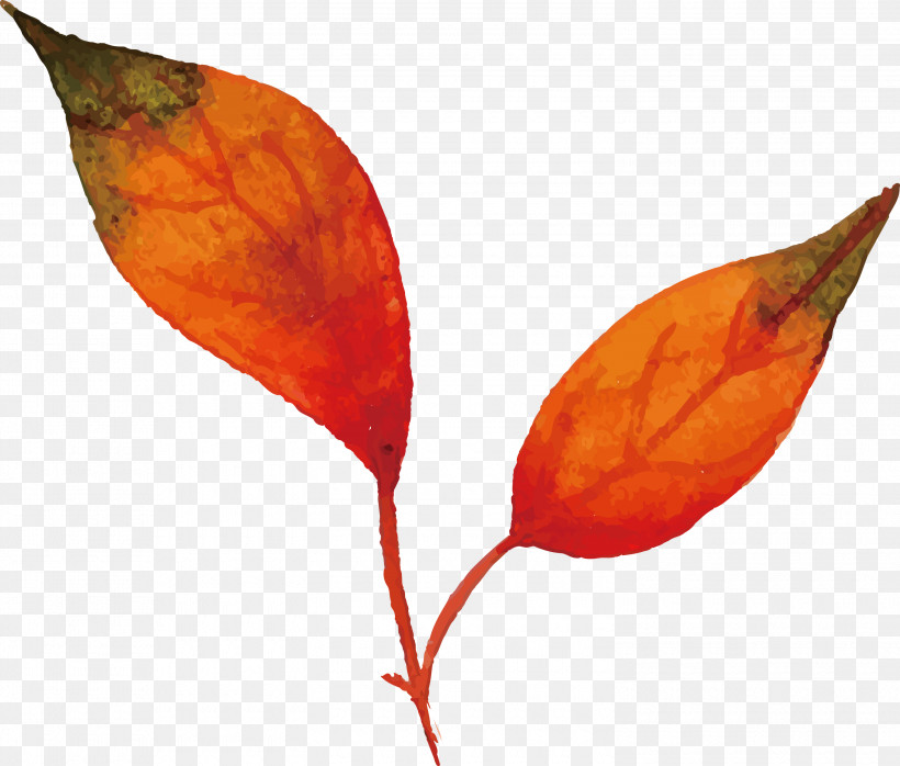 Autumn Leaf Colorful Leaf, PNG, 3000x2556px, Autumn Leaf, Biology, Colorful Leaf, Leaf, Petal Download Free