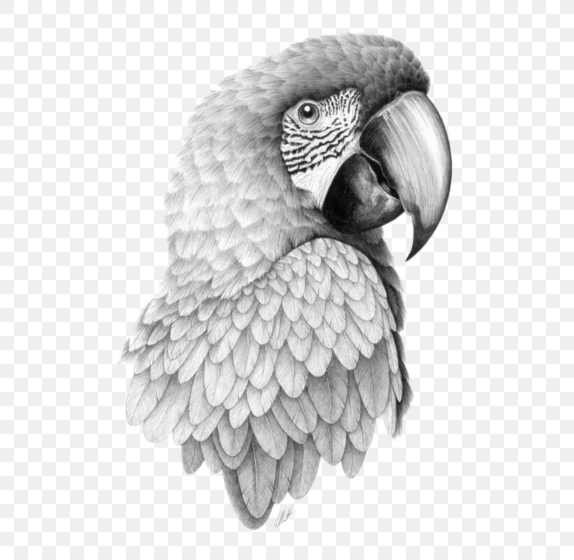 Parrot Bird Drawing Pencil Sketch, PNG, 581x800px, Parrot, African Grey, Art, Art Museum, Beak Download Free