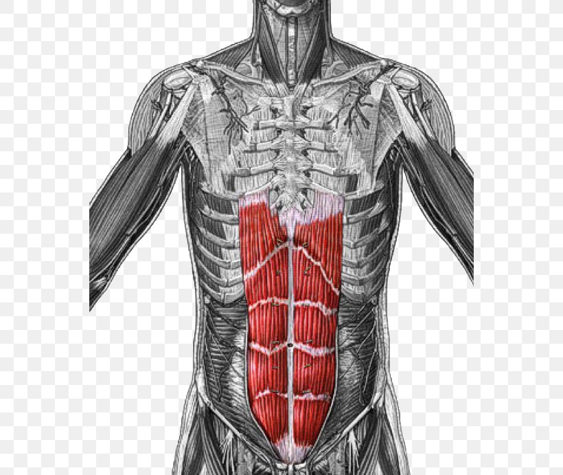 Rectus Abdominis Muscle Origin And Insertion Transverse Abdominal Muscle, PNG, 560x691px, Watercolor, Cartoon, Flower, Frame, Heart Download Free
