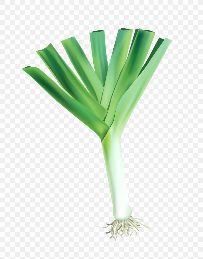 Vegetable Onion Illustration, PNG, 1417x1813px, Vegetable, Allium Fistulosum, Bamboo Shoot, Grass, Green Download Free