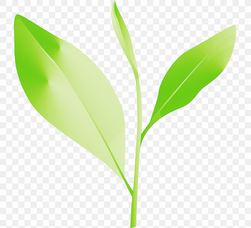 Tea Leaves Leaf Spring, PNG, 3000x2732px, Tea Leaves, Flower, Leaf, Plant, Plant Stem Download Free