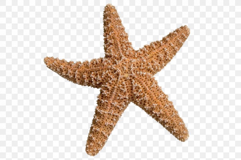 The Star Thrower Starfish Shore Stock Photography Sea, PNG, 849x566px, Star Thrower, Animal, Asterias, Echinoderm, Fish Download Free