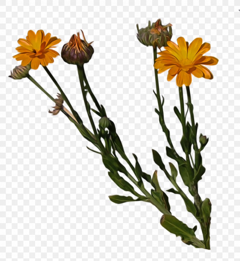 Cut Flowers Pot Marigold Plant Stem, PNG, 858x931px, Flower, Calendula, Common Daisy, Cut Flowers, Daisy Family Download Free