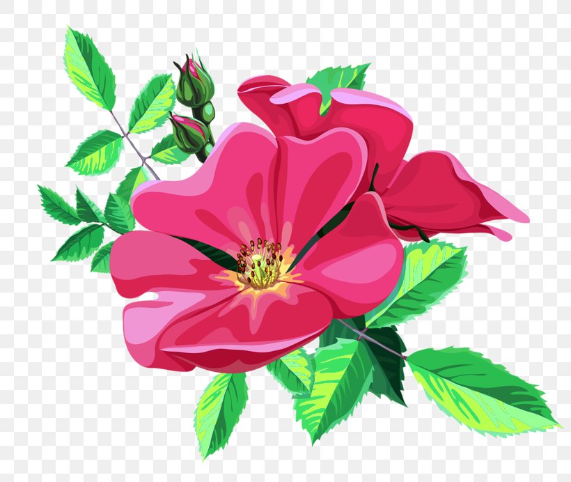 Flower Ornament Garden Roses Clip Art, PNG, 800x692px, Flower, Annual Plant, Art, China Rose, Cut Flowers Download Free