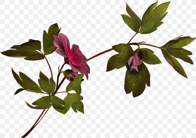 Flower Plant Stem Photography Clip Art, PNG, 2283x1617px, Flower, Branch, Color, Flora, Flowering Plant Download Free