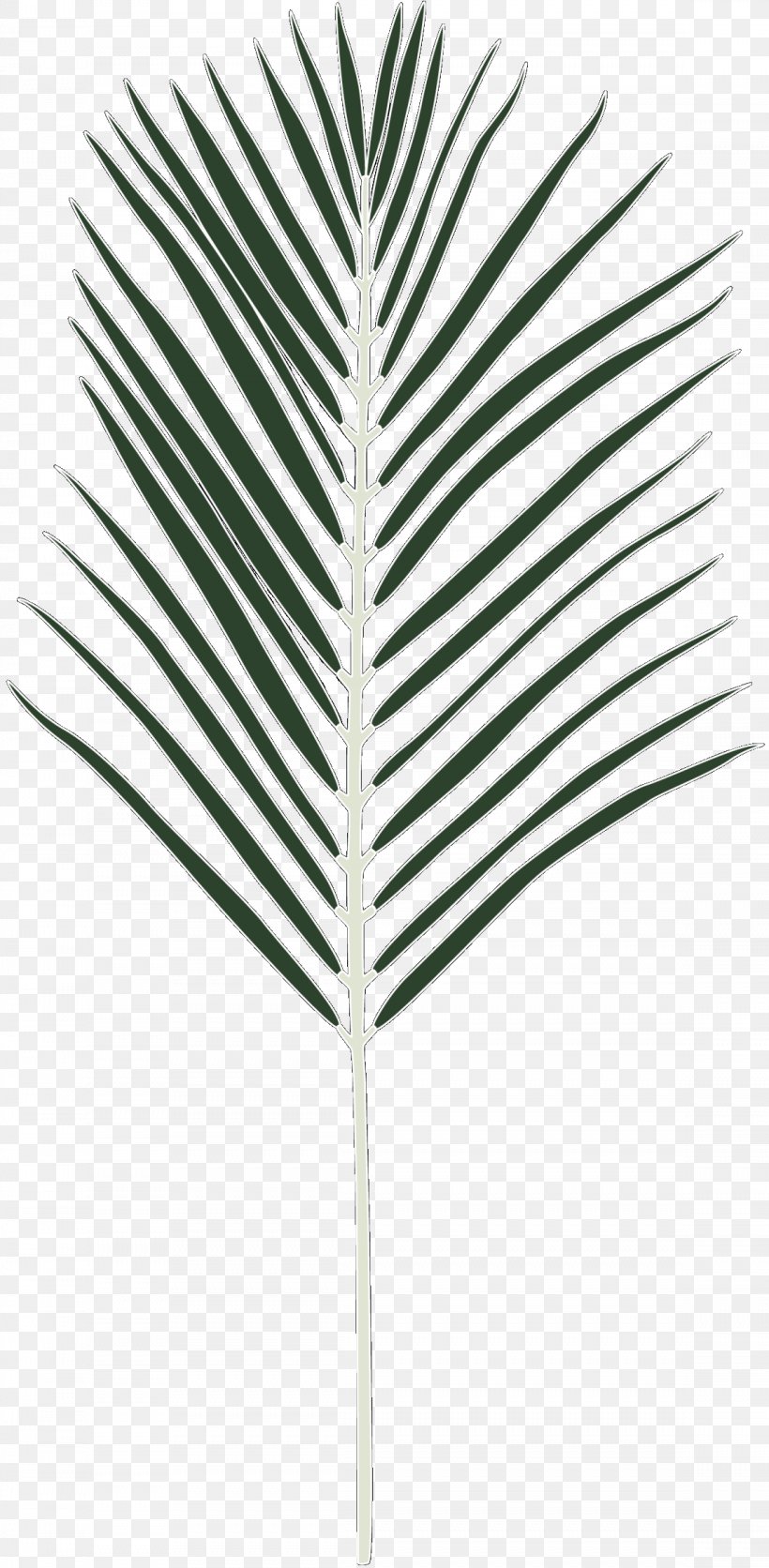 Palm Trees Line Leaf, PNG, 1148x2342px, Palm Trees, Arecales, Leaf, Palm Tree, Plant Download Free