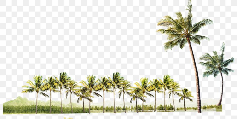 Coconut Clip Art Desktop Wallpaper Tree, PNG, 800x412px, Coconut, Arecales, Attalea Speciosa, Beach, Borassus Flabellifer Download Free