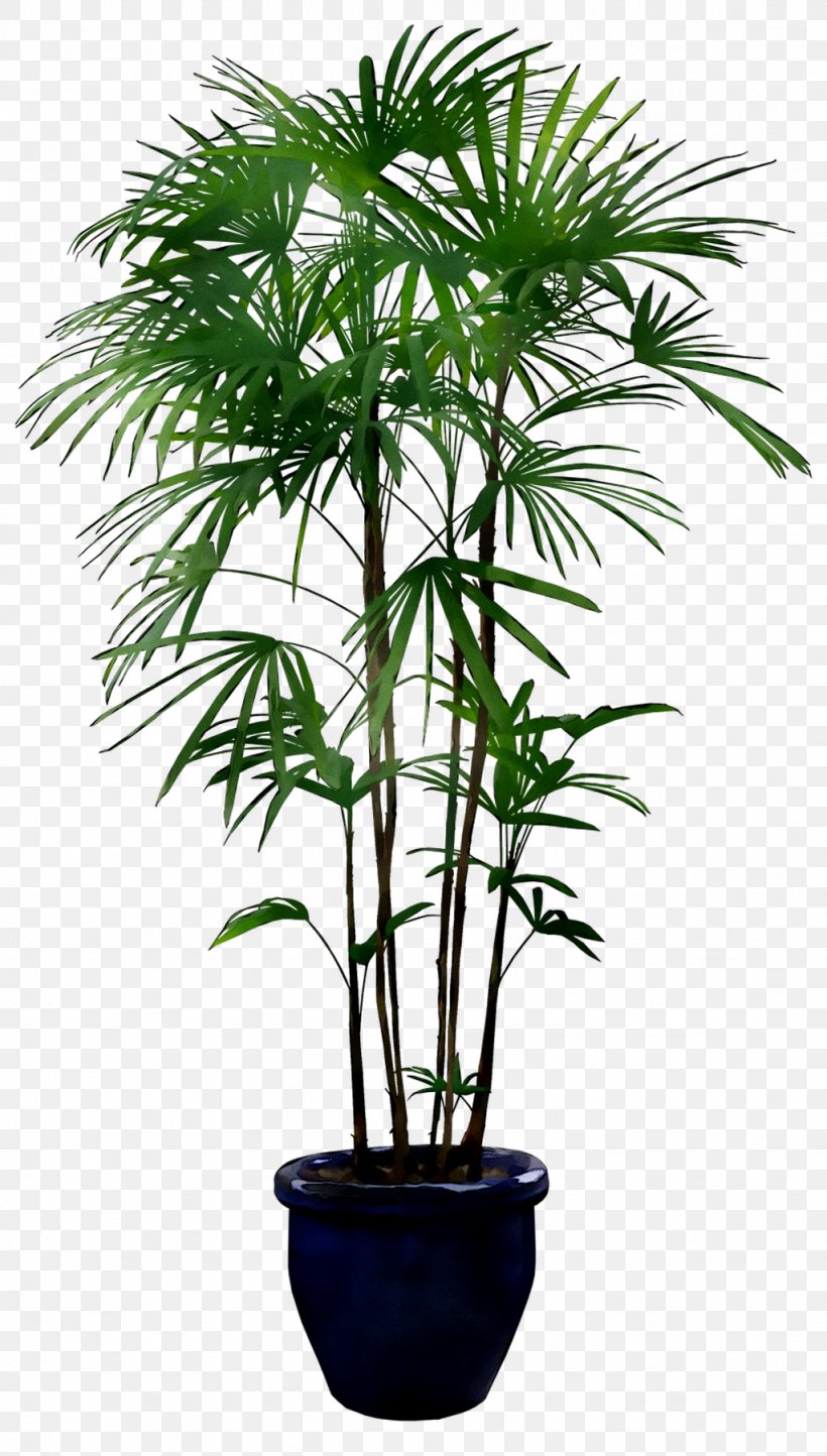 Plants Palm Trees Image Flowerpot, PNG, 1024x1804px, Plants, Architecture, Arecales, Ceramic Orchid Pot, Desert Palm Download Free