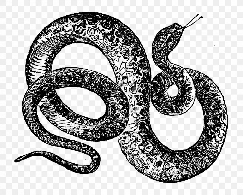 Rattlesnake Reptile Drawing Vipers, PNG, 1200x967px, Snake, Animal, Black And White, Boa Constrictor, Boas Download Free