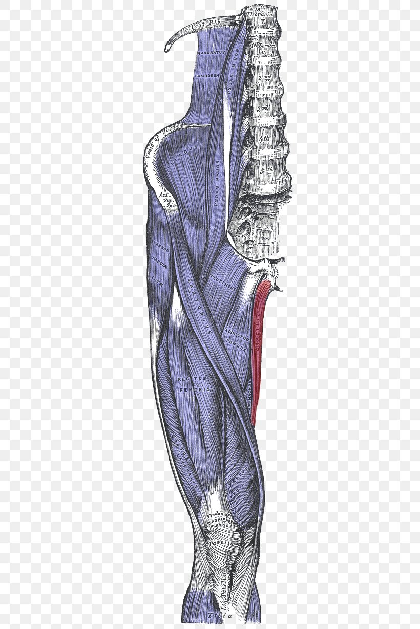 Sartorius Muscle Gracilis Muscle Rectus Femoris Muscle Semitendinosus Muscle, PNG, 354x1229px, Watercolor, Cartoon, Flower, Frame, Heart Download Free
