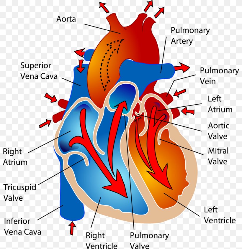 The Cardiovascular System Circulatory System Heart Human Body Anatomy, PNG, 800x845px, Watercolor, Cartoon, Flower, Frame, Heart Download Free