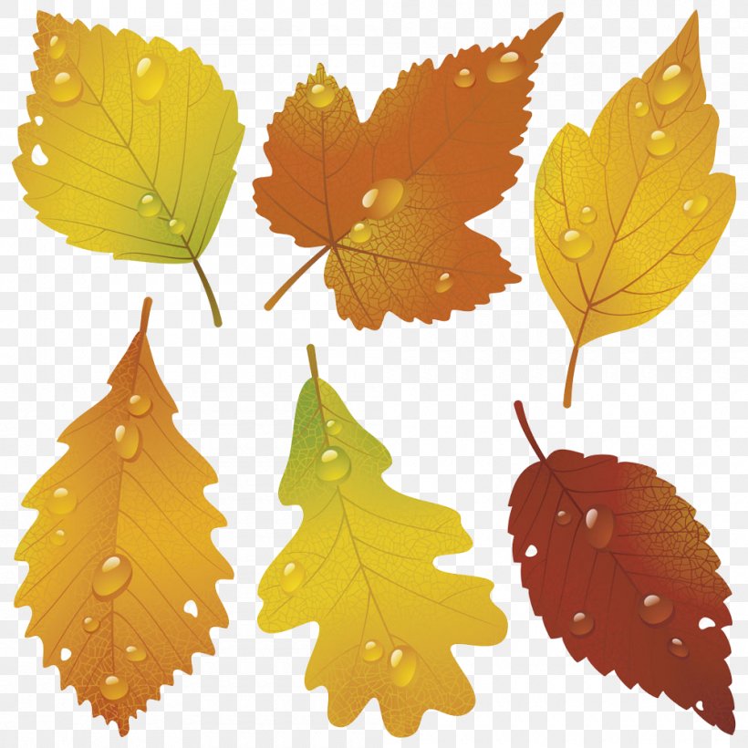 Autumn Leaf Royalty-free Illustration, PNG, 1000x1000px, Autumn, Autumn Leaf Color, Autumn Leaves, Color, Deciduous Download Free