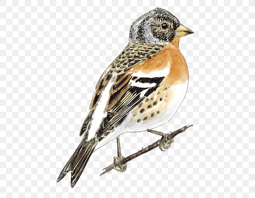 Brambling House Sparrow Ortolan Bunting Finch Bird, PNG, 503x637px, Brambling, American Sparrows, Beak, Bird, Bunting Download Free