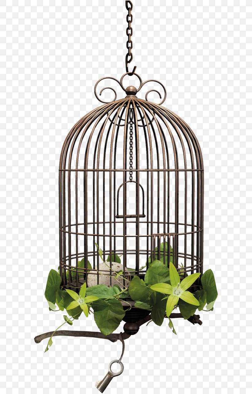 Cage Bird Ptycha Clip Art, PNG, 602x1280px, Cage, Bird, Birdcage, Cell, Drawing Download Free