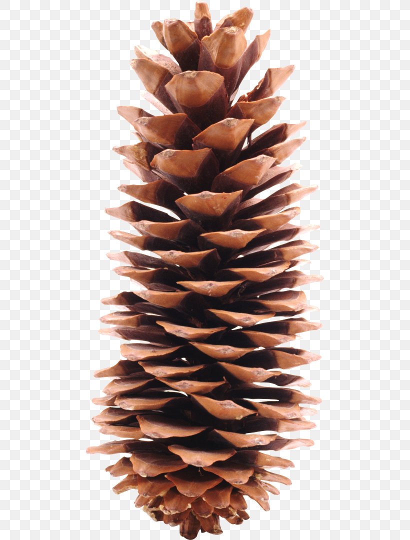 California Foothill Pine Conifer Cone Conifers Strobilus, PNG, 477x1080px, Pine, California Foothill Pine, Cedar, Cone, Conifer Download Free