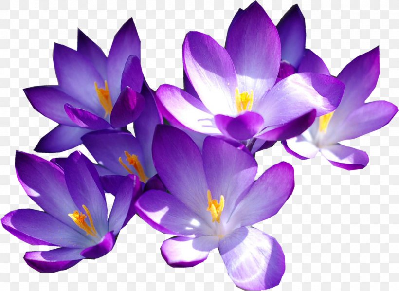 Flower Autumn Crocus Purple Saffron, PNG, 1280x935px, Flower, Autumn Crocus, Colchicum Autumnale, Color, Crocus Download Free